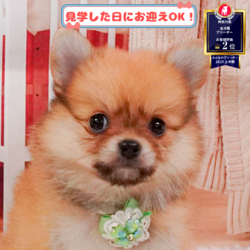 ポメチワ(ポメラニアン×チワワ)【神奈川県・男の子・2025年3月31日・オレンジ】の写真「8/10・11🐶気軽に相談できる見学会」