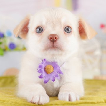 チワワ(ロング)【神奈川県・男の子・2025年4月1日・クリーム】の写真「8/10・11🐶気軽に相談できる見学会」