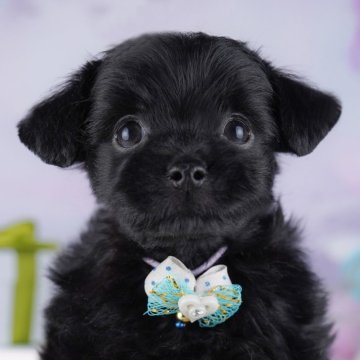 チワプー(チワワ×トイプードル)【神奈川県・女の子・2025年9月22日・ブラック】の写真「🐾11/29・30🐶相談もできる特別見学会開催」