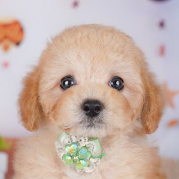 トイプードル(タイニー)【神奈川県・男の子・2025年9月22日・アプリコット】の写真「🐾11/29・30🐶相談もできる特別見学会開催」