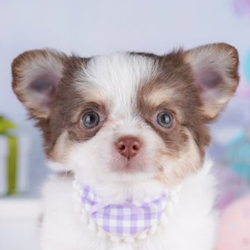 チワワ(ロング)【神奈川県・男の子・2025年8月25日・チョコレートタン&ホワイト】の写真「🐶🐾11/15・16開催💛お迎え前相談会🎉」