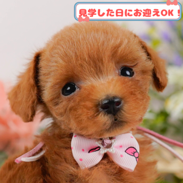 トイプードル(タイニー)【神奈川県・女の子・2024年12月4日・レッド】の写真「しつけ・トレーニング中の子犬を掲載中です！🐶」