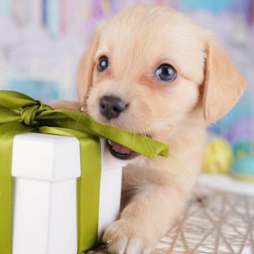 チワックス(チワワ×ダックスフンド)【神奈川県・女の子・2025年7月13日・イエロー】の写真「9/20～23🐶相談付き見学会ウィーク開催🎉」