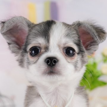 チワワ(ロング)【神奈川県・男の子・2025年6月3日・フォーン&ホワイト】の写真「9/6・7土日連続開催🐶わんちゃんの相談会💭」