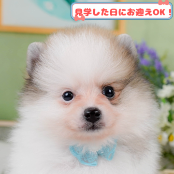 ポメラニアン【神奈川県・男の子・2025年3月11日・パーティー】の写真「全頭トイレ練習中✨育てやすさにこだわってます！」