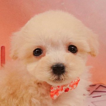 マルプー(マルチーズ×トイプードル)【神奈川県・男の子・2025年3月27日・クリーム】の写真「9/6・7土日連続開催🐶わんちゃんの相談会💭」