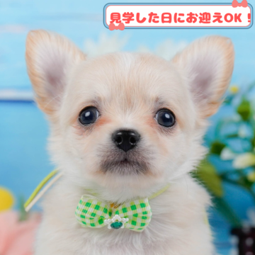 チワワ(ロング)【神奈川県・男の子・2024年12月24日・クリーム】の写真「しつけ・トレーニング中の生体掲載中🐶」