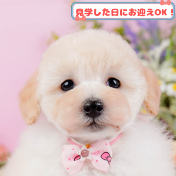 トイプードル(トイ)【神奈川県・女の子・2025年1月9日・クリーム】の写真「全頭トイレ練習中✨育てやすさにこだわってます！」
