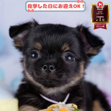 チワワ(ロング)【神奈川県・女の子・2025年8月14日・ブラック&タン】の写真「11月限定🎉くじ引き大会開催中🎁」