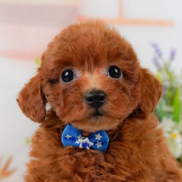 トイプードル(トイ)【神奈川県・男の子・2025年7月31日・レッド】の写真「🐶10/4・5開催🎉チワワ&MIX見学会✨」