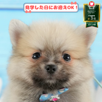 ポメラニアン【神奈川県・男の子・2025年6月9日・クリームセーブル】の写真「11月限定🎉くじ引き大会開催中🎁」