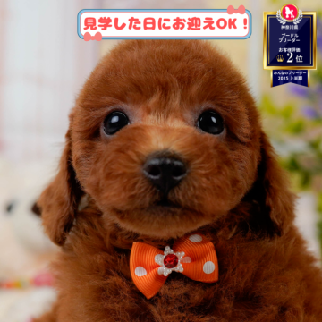 トイプードル(トイ)【神奈川県・男の子・2025年7月31日・レッド】の写真「🐶🫧11/1・2はこいぬの見学会開催🎉」