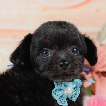 チワプー(チワワ×トイプードル)【神奈川県・男の子・2025年4月23日・ブラック】の写真「9/6・7土日連続開催🐶わんちゃんの相談会💭」