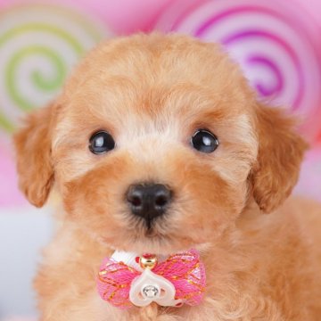 トイプードル(トイ)【神奈川県・男の子・2025年9月18日・レッド】の写真「🐶🐾11/15・16開催💛お迎え前相談会🎉」