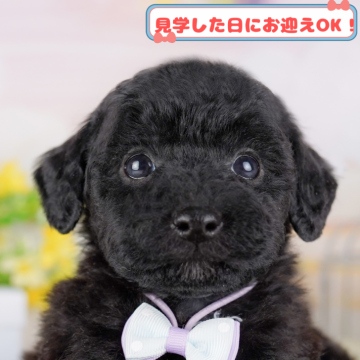 トイプードル(トイ)【神奈川県・男の子・2025年1月31日・ブラック】の写真「🥎5/18　相談会開催🎉」