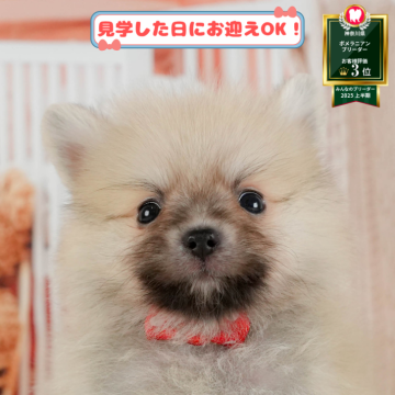 ポメラニアン【神奈川県・男の子・2025年6月9日・クリームセーブル】の写真「11月限定🎉くじ引き大会開催中🎁」