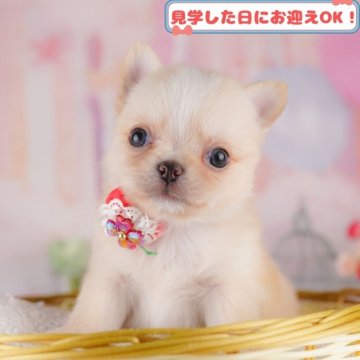 木彫りのチワワ(クリーム) 木彫りのチワワ(クリーム)Ω