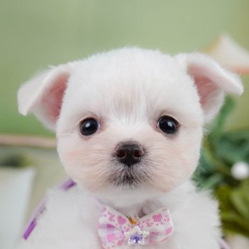 チワマル(マルチーズ×チワワ)【神奈川県・女の子・2025年4月28日・ホワイト】の写真「9/6・7土日連続開催🐶わんちゃんの相談会💭」