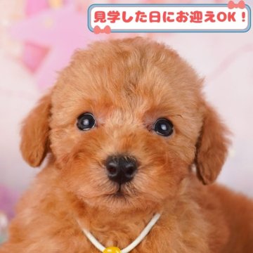 トイプードル(トイ)【神奈川県・女の子・2024年10月25日・レッド】の写真「しつけ・トレーニング中の生体掲載中🐶」