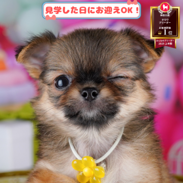 チワワ(ロング)【神奈川県・女の子・2025年8月28日・フォーン】の写真「🐶🐾11/15・16開催💛お迎え前相談会🎉」
