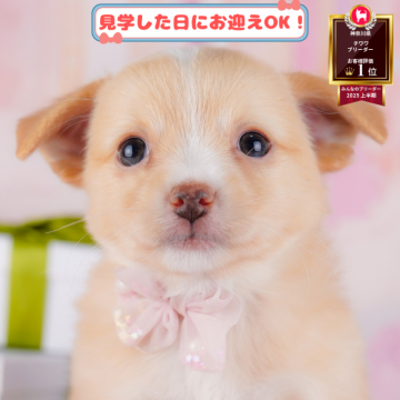 チワワ(ロング)【神奈川県・男の子・2025年3月7日・クリーム&ホワイト】の写真「8/24(日)開催🐶チワワ/MIX見学会💗🐾」