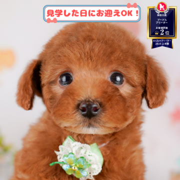 トイプードル(トイ)【神奈川県・女の子・2025年5月23日・レッド】の写真「8/2・3パピーランで遊ぼう！予約受付中🌈」