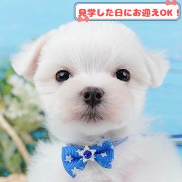 マルチーズ【神奈川県・男の子・2024年11月11日・ホワイト】の写真「全頭トイレ練習中✨育てやすさにこだわってます！」
