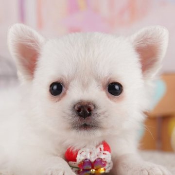 チワワ(ロング)【神奈川県・女の子・2025年5月4日・ホワイト】の写真「🌟七夕前の7/5,6に運命の出会いを…💓」