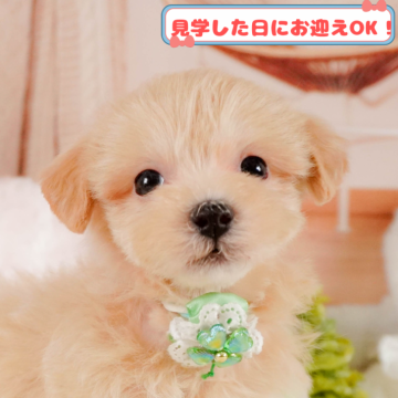 マルプー(マルチーズ×トイプードル)【神奈川県・男の子・2025年1月21日・アプリコット】の写真「全頭トイレ練習中✨育てやすさにこだわってます！」