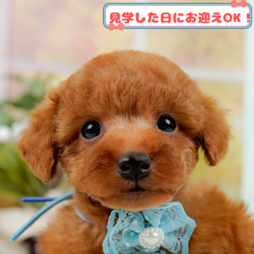 トイプードル(トイ)【神奈川県・男の子・2025年1月5日・レッド】の写真「全頭トイレ練習中✨育てやすさにこだわってます！」