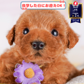 トイプードル(トイ)【神奈川県・女の子・2025年3月6日・レッド】の写真「8/10・11🐶気軽に相談できる見学会」