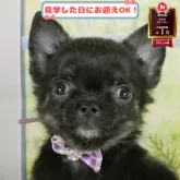 チワワ(ロング)