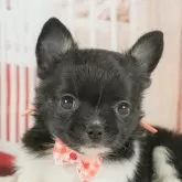 チワワ(ロング)