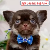 チワワ(ロング)