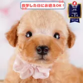 トイプードル(トイ)
