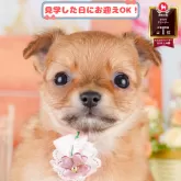 チワワ(ロング)