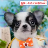 チワワ(ロング)