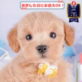 マルプー(マルチーズ×トイプードル)【神奈川県・男の子・2025年8月8日・アプリコット】の写真1「💖朝比奈ブリーダーの姉妹店がオープンしました💖」