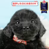 トイプードル(トイ)