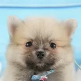 ポメラニアン