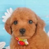 トイプードル(トイ)【神奈川県・女の子・2024年10月2日・レッド】の写真1「💖三枝ブリーダーの姉妹店がオープンしました💖」