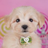 マルプー(マルチーズ×トイプードル)