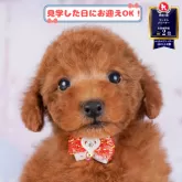 トイプードル(トイ)