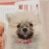ポメラニアン