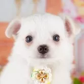 チワワ(ロング)