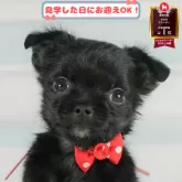 チワワ(ロング)