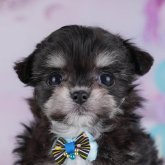 チワマル(マルチーズ×チワワ)