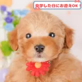 トイプードル(トイ)