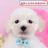 トイプードル(トイ)