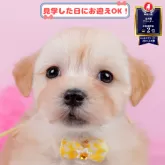 マルプー(マルチーズ×トイプードル)【神奈川県・女の子・2025年3月5日・アプリコット】の写真1「💖朝比奈ブリーダーの姉妹店がオープンしました💖」